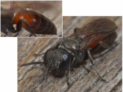 Réf. 243 479 : Miscophus sp.